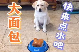 给小狗狗吃个大面包，虽然好吃，但是噎得直打嗝视频封面