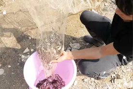 小志在村边深潭投放了几个地笼，饵料正适合河蟹的胃口，收获满满视频封面