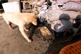 中华田园犬大白，大白运气不错，脚受伤之后遇到了好人家收养视频封面