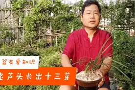 阿司匹林能不能养兰花？兰花刘亲身经历“十三太保”，最后...视频封面
