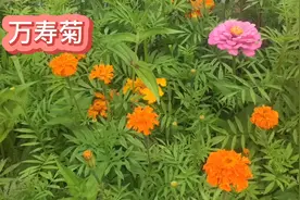 身边的草药（159），万寿菊，治疗高血压小儿惊风的清热药视频封面