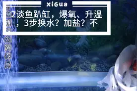 鱼趴缸！许多鱼友三大法，爆氧、升温、换水（下盐或下药），我不视频封面