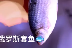 俄罗斯套娃的由来视频封面