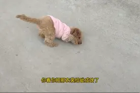 泰迪一出门老喜欢脑袋蹭地是个什么情况？视频封面