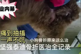 小狗骨折原来这么治，坚强泰迪痛到抽搐一声不吭，诊所医治全记录视频封面