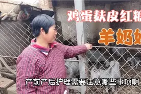 母羊产后护理小妙招，鸡蛋麦麸红糖水，产后喂一个礼拜，羊奶水好视频封面