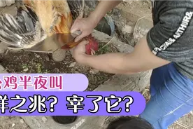 农村人养的公鸡老是半夜叫，担心是不祥之兆，今天有空就宰了它！视频封面