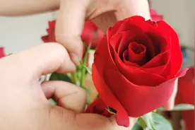 9块9买20支玫瑰花🌹，超划算，好看的东西刺也比较厉害，被扎了