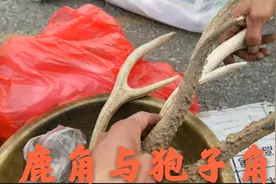 早市里发现好东西了，一个老大爷捡到了梅花鹿角与狍子角，漂亮视频封面