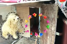 隔壁家的泰迪，竟然生了土狗的孩子看看长什么样?视频封面