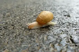蜗牛是怎么行走的，步伐挺美的！视频封面