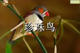 五年级语文上册《珍珠鸟》课文朗读视频2视频封面