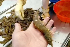 穿着与"黄渤"同款的班尼路牌子货，去市场买一百三斤的青岛大虾视频封面