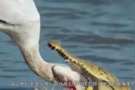 世上最大胆子的鸟，直接将头伸进鳄鱼嘴里抢食，镜头拍下全过程！视频封面
