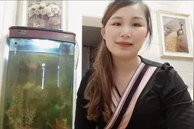 鱼缸里三只三只清道夫连续失踪，到底是咋回事呢？