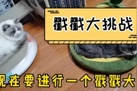 铲屎官用手戳猫咪，测试猫的反应，试了6只猫，橘猫是来搞笑的吧视频封面