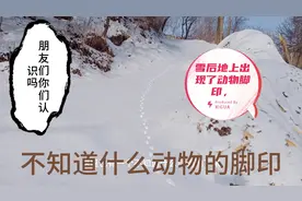 我们大西北甘肃陇西下雪了雪景不错，雪地上出现了好多动物脚印视频封面