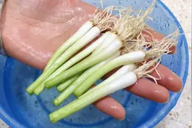 葱根放锅里煮一煮，原来作用这么大，管用效果好，推荐给大家视频封面