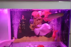 这是家养鱼最佳吉利单数11条精心养鱼希望给2020年带来好的风水视频封面