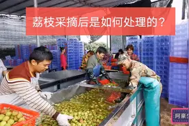 全国荔枝最早上市在海南，超市30一斤贵不贵？视频封面