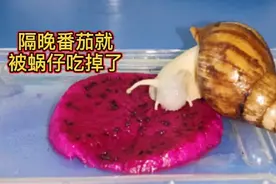 田里的蜗牛是黑色有毒的，我这个是纯白色是没毒差别很大啥都吃