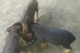 我的狗到底喂什么？吃成猪一样饱肚子，长得又快，原因在这里。。视频封面