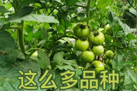 晋北地区，百亩蔬菜种植基地里这么多西红柿品种，都来看看视频封面