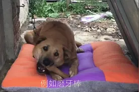 宠物狗刷牙，别忽略了牙膏，千万别给狗造成危害视频封面