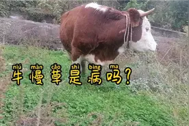 牛吃草少是怎么回事，带你认识一下牛慢草，慢草危害大视频封面
