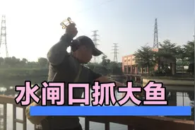 看光头哥如何水闸口抓草鱼！视频封面