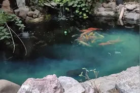 这药神奇，可以治疗交叉感染等鱼病，好用可以珍藏，鱼友福音视频封面