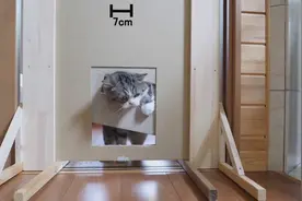 肥胖的猫究竟能钻过多窄的缝隙，千万别眨眼，不然你都不会信视频封面