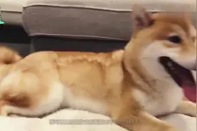 狗狗天天掉毛，家里狗毛满天飞怎么办洗澡前这样做能缓解呢视频封面