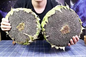 开箱试吃向日葵葵花盘，原来葵花籽是这样长在向日葵上的视频封面