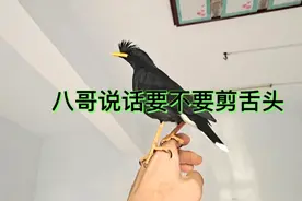 宠物，八哥鸟说话要不要去剪舌头听听小伙怎么说的视频封面