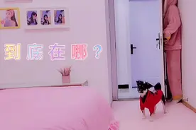 主人和狗狗玩躲猫猫，狗狗来回找，这鼻子是假的吧。视频封面