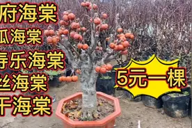 农村大集上的年销花卉海棠花，品种齐全，批发5元一盆，真便宜啊视频封面