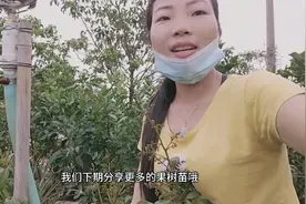 南方果苗种植，无核荔枝苗桂味荔枝苗都开花了！视频封面