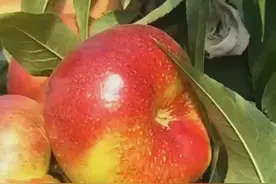 桃树新品种介绍视频封面