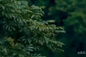 精选非常好听的七首潮汕歌曲串烧，唱出了潮汕人的文化和乡土风情
