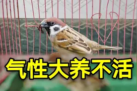 担心麻雀气性大不知咋养活，村里老人支一招，用这种方法就可以养视频封面