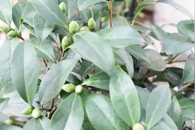 茶花爱“吃醋”，这样养上半个月，花开满树视频封面