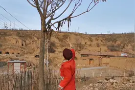 张家口怀安农村大姐，为啥把羊胎盘挂在树上怕狗吃，听听为什么？视频封面