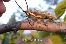 小伙上山干活发现金天牛一只，上网一搜价还挺值钱，感觉要发财啦