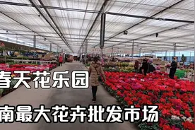探访位于郫都区的西南最大花卉批发市场，春天花乐园。视频封面