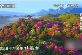最是一年春好处，近看贵州百里杜鹃林，简直就是拍照圣地！视频封面