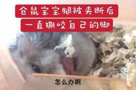 仓鼠宝宝的脚被跑轮卡断后，真不敢相信它第一时间是这样做的。视频封面