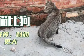 猫比狗好养百倍，饲养时间短，利润更可观。