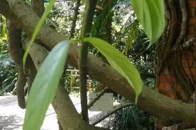 请教一种植物，农村孩子你说是什么？做什么用？有什么价值？视频封面