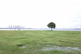 今天终于不下雨了，让我们一起去寻找独墅湖边的一棵网红树视频封面